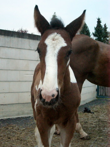Fohlen 2007